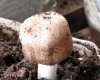 Agaricus blazei Murill, ABM, medicinal mushrooms