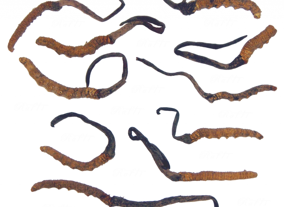 Cordyceps sinensis medicinal mushroom