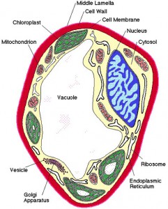 Immagine: Struttura di una cellula del fungo raffigurante la parete sottile della cellula.