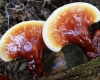 Ganoderma lucidum reishi lingzhi medicinal mushroom