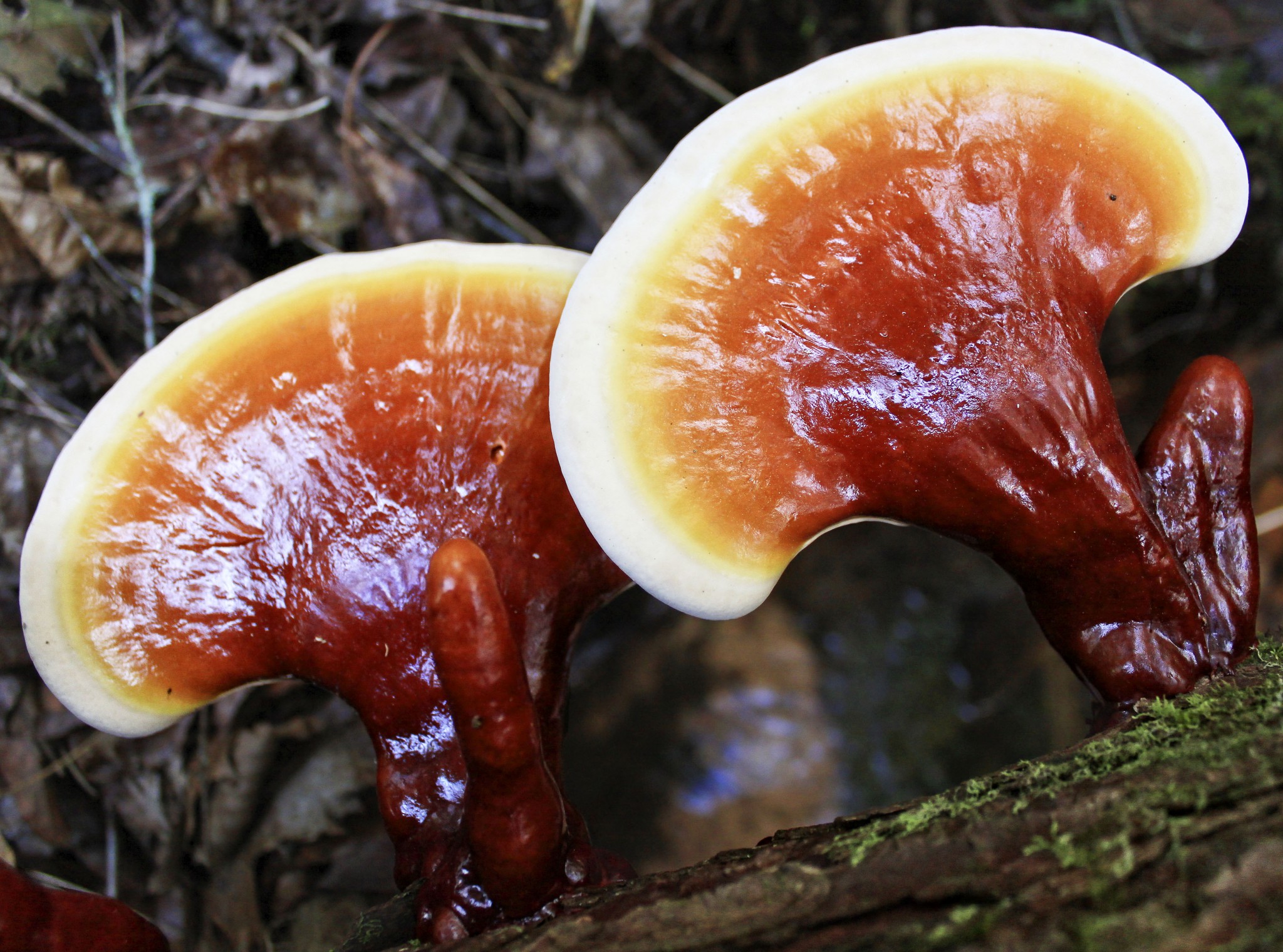 Ganoderma-lucidum-reishi-lingzhi-medicinal-mushroom | Myko San