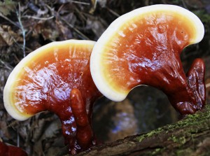 Ganoderma lucidum reishi lingzhi medicinal mushroom