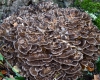 Large maitake mushroom