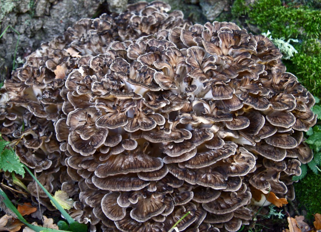 Large maitake mushroom