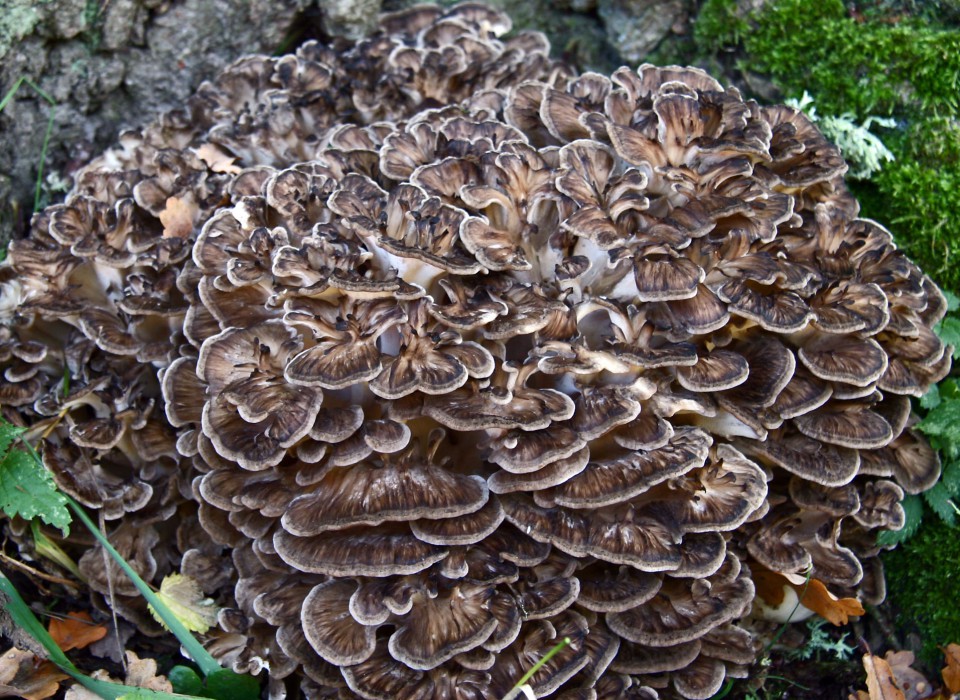 Large maitake mushroom