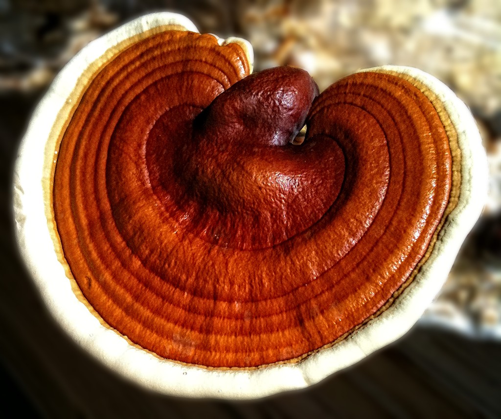 ganoderma lucidum reishi medicinal mushroom growing on sawdust substrate