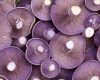 Lepista nuda medicinal mushroom