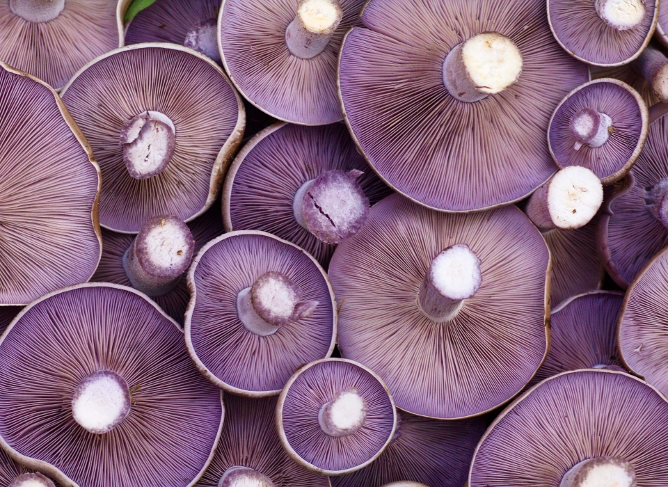 Lepista nuda medicinal mushroom