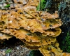 Meripilus giganteus medicinal mushrooms