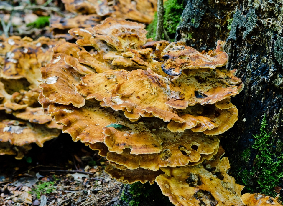 Meripilus giganteus medicinal mushrooms