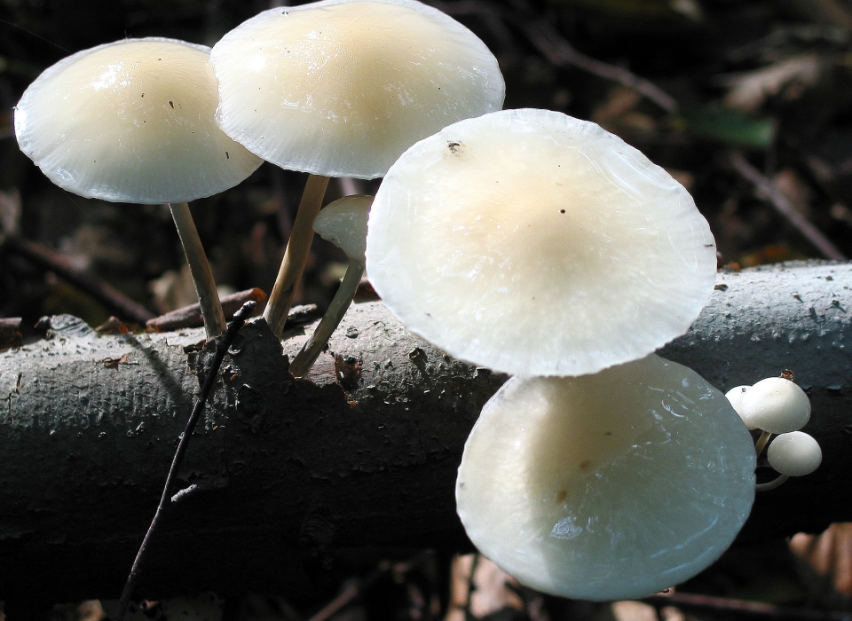 Oudemansiella mucida medicinal mushooms