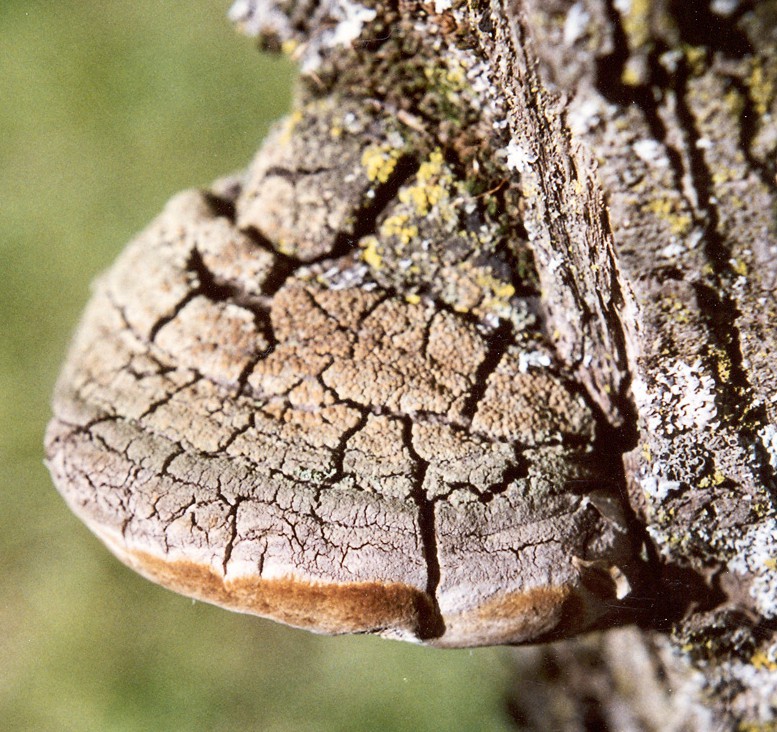 Phellinus linteus Sang hwang