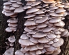 medicinal mushroom Pleurotus ostreatus