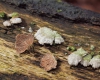 Schizophyllum commune, split gill mushroom