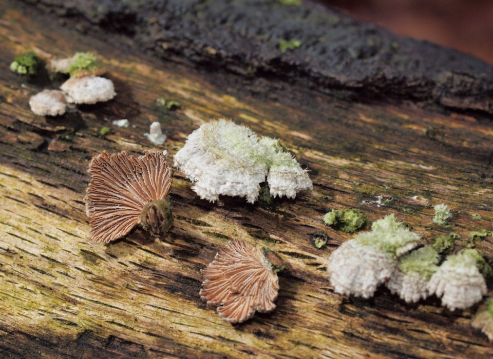 Schizophyllum commune, split gill mushroom