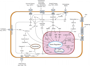 apoptosis mechanism (signal transduction pathways) diagram