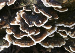 Young Turkey tail mushroom, Trametes versicolor, growing on a tree