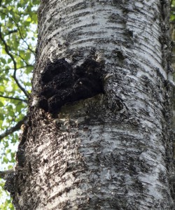 inonotus obliquus chaga