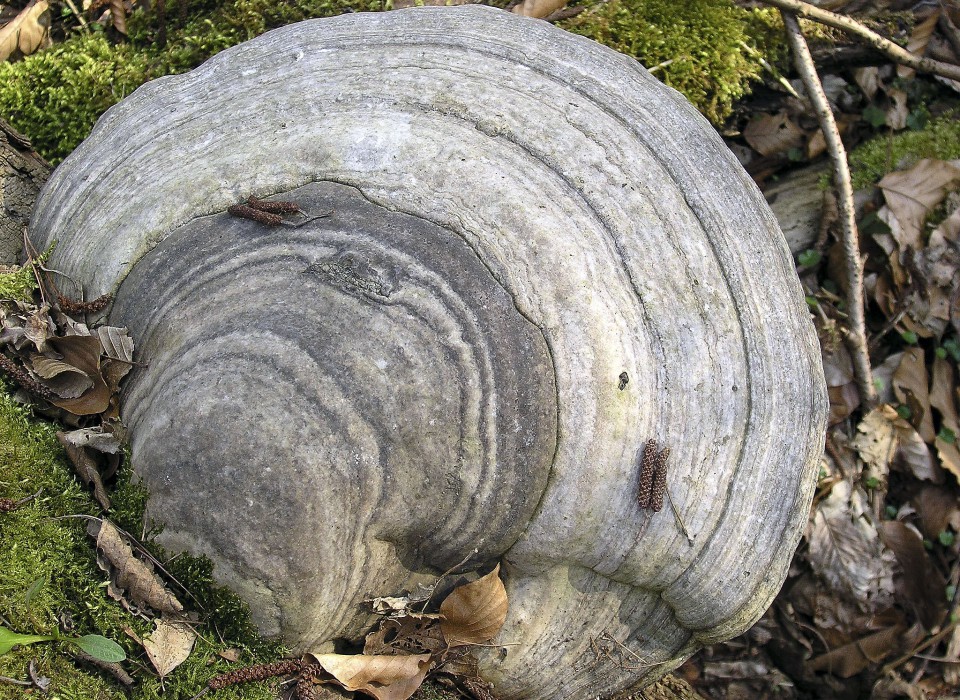 fomes fomentarius medicinal mushroom growing on a tree (older specimen)