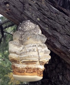 Fomitopsis officinalis, von einem alten Baum hängend