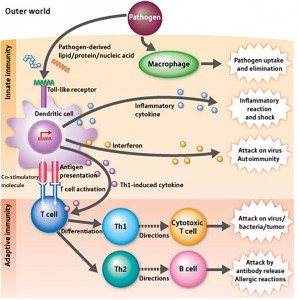 Diagram of main immune system mechanisms.