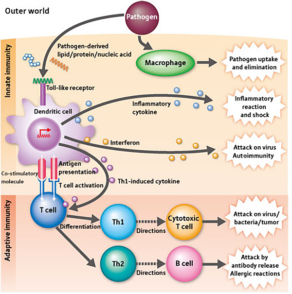 simple immune response diagram