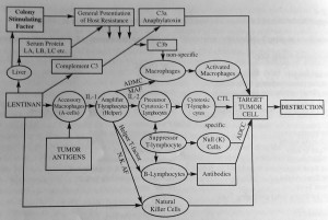 Flow chart of Lentinan antitumor activity
