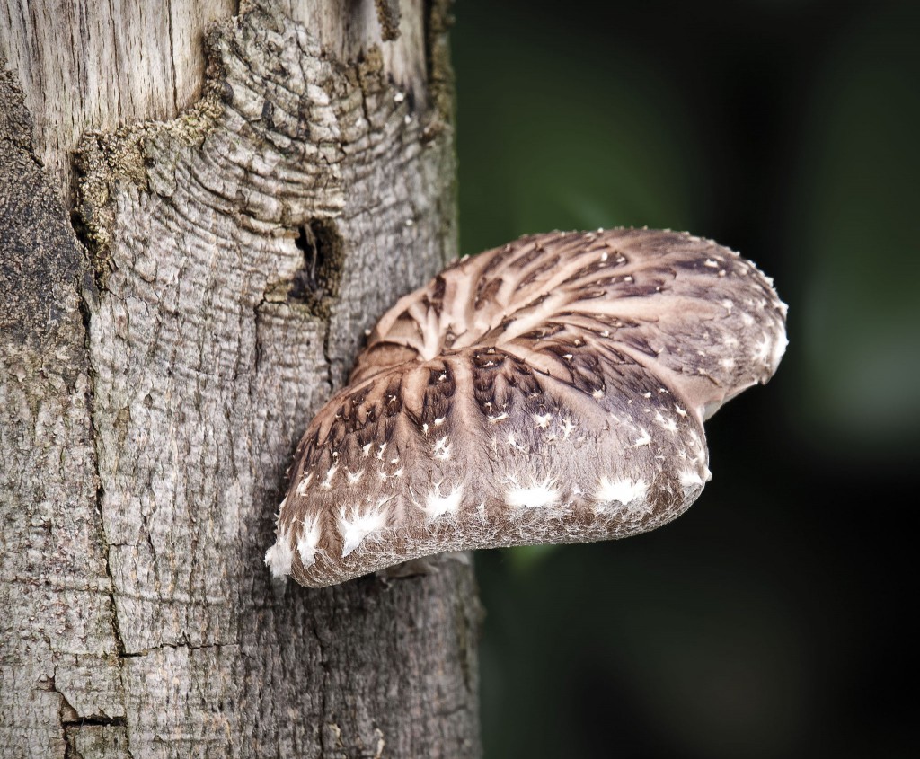 Shiitake – Pilz (Pasaniapilz) auf einem Baum wachsend