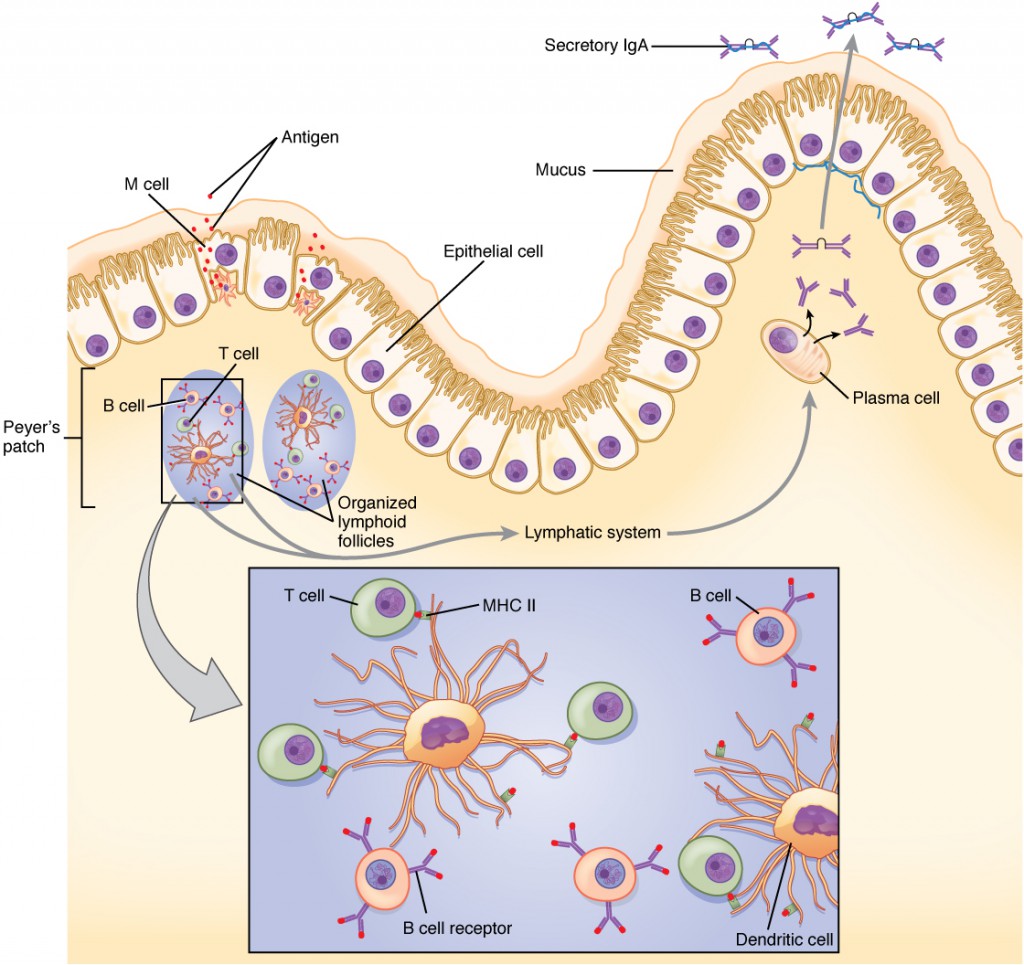 Peyers Patches Diagram