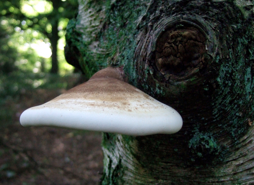 piptoporus betulinus growing on a tree
