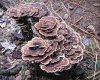 Turkey tail medicinal mushroom on a tree stump