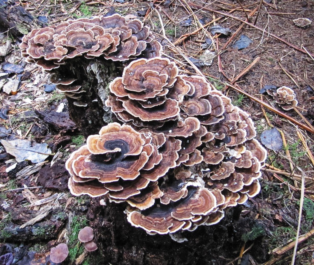 Il fungo medicinale Trametes versicolor (nome inglese Turkey tail) cresce sui ceppi degli alberi