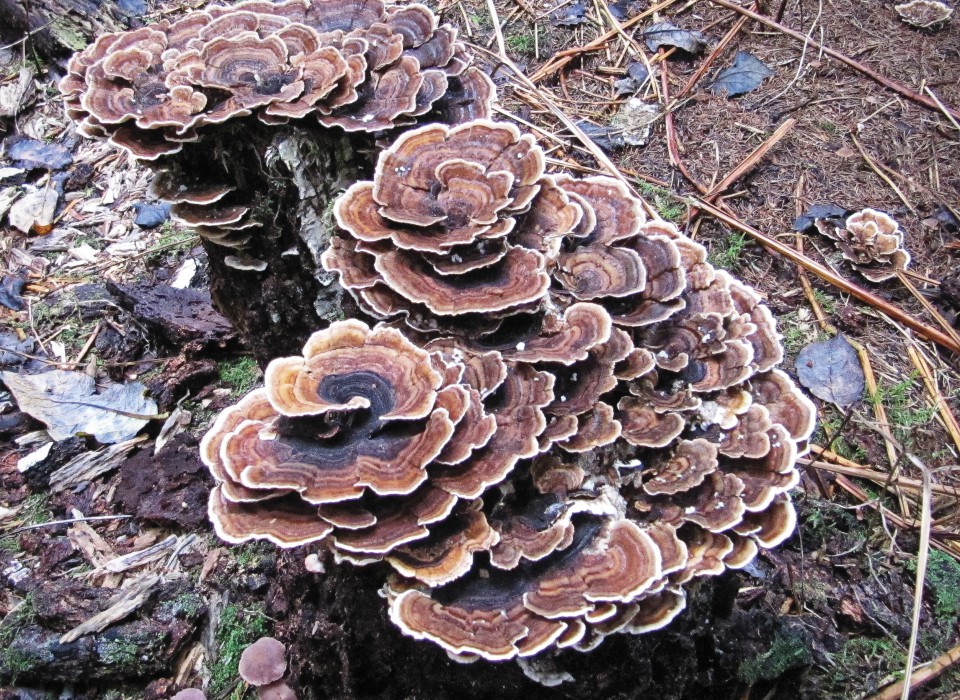 Turkey tail medicinal mushroom on a tree stump